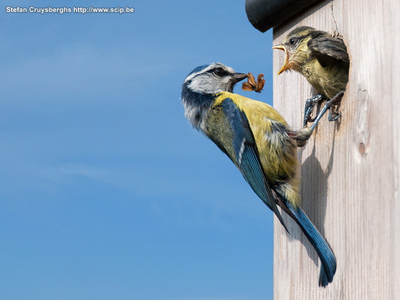 Blue tits A couple of blue tits (parus caeruleus) have been living in the birdhouse in my little garden for a month. The whole day they were flying in and out. In the beginning they were feeding their young ones yellow caterpillars. The last few days all kinds of insects and seeds were on the menu. Now all 4 small blue tits have fledged. Stefan Cruysberghs